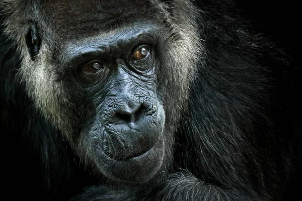detail head portrait of big black monkey with beautiful eyes, Gabon, Africa.