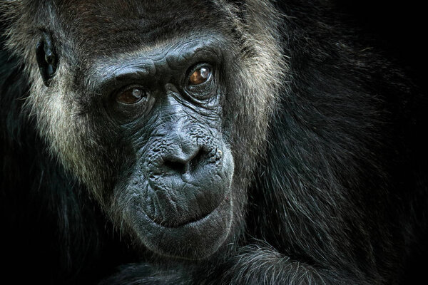 детальный портрет большой черной обезьяны с красивыми глазами, Габон, Африка
.