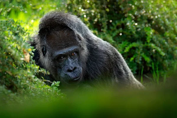 Detalle Cabeza Retrato Gran Mono Negro Con Hermosos Ojos Gabón —  Fotos de Stock