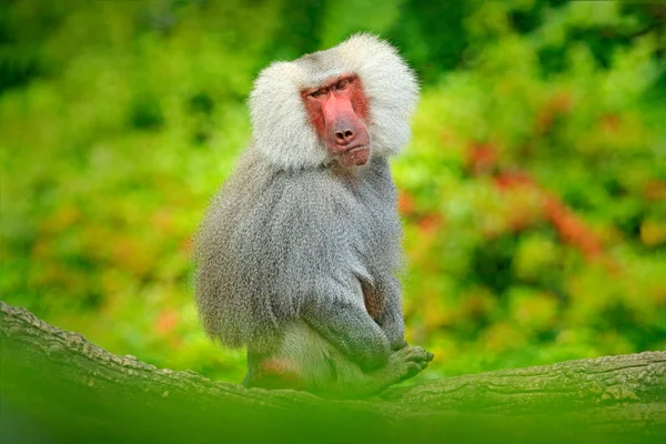 アジアからベニガオザル猿 — ストック写真