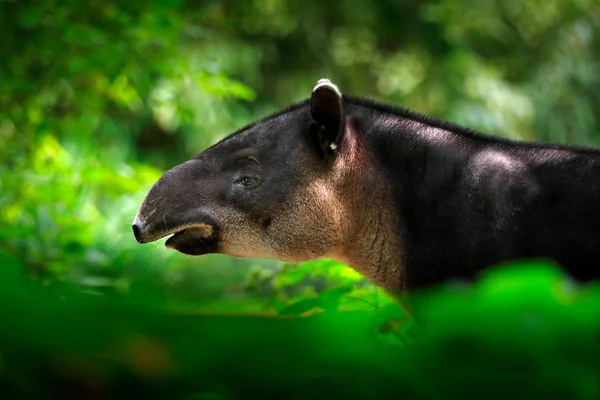 Nahaufnahme Porträt Eines Seltenen Tieres Aus Costa Rica — Stockfoto