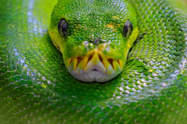 Close Python Árvore Verde Habitat Florestal — Fotografia de Stock