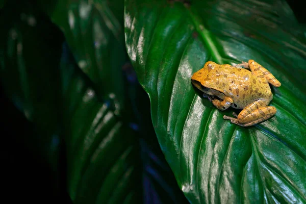 Spot Legged Hong Kong Whipping Frog Forest Habitat Sitting Green — Stock Photo, Image