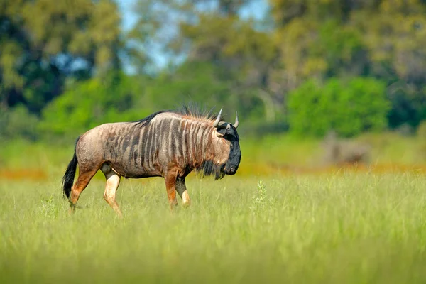 Botsvana Afrika Doğa Ortamlarında Çayır Üzerinde Mavi Wildebeest — Stok fotoğraf