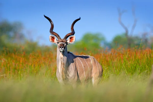 绿草甸栖息地有螺旋角的英俊羚羊 — 图库照片
