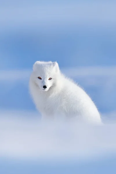 Raposa Polar Habitat Paisagem Inverno Svalbard Noruega — Fotografia de Stock