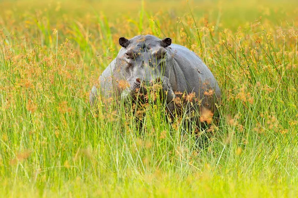 Énorme Hippopotame Relaxant Dans Jaune Herbe Verte — Photo