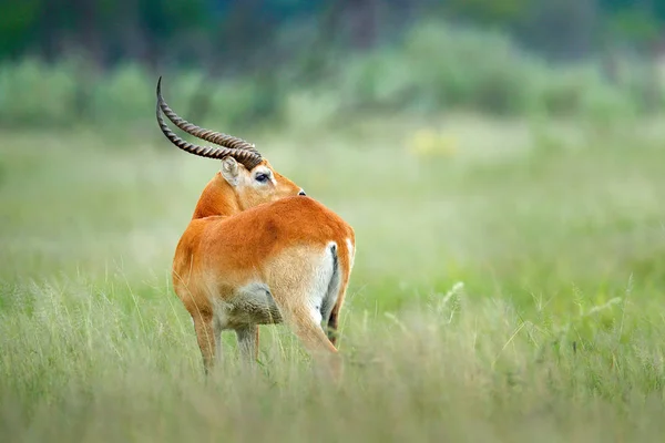 Forest Horned Antelope Habitat Okavango Botswana — Stock Photo, Image