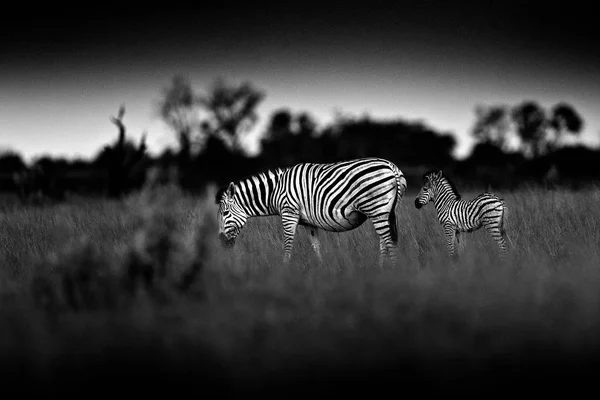 Black White Zebras Dark Sky Nxai Pan National Park Botswana — Stock Photo, Image