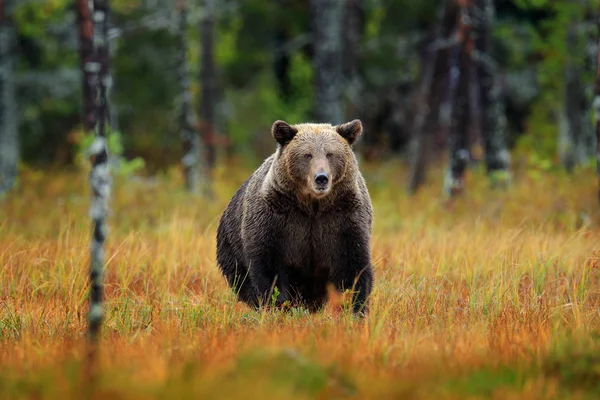 Mooie Bruine Beer Wandelen Natuur Hout — Stockfoto