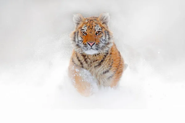 雪の中を実行している野生の冬の自然の中 シベリアの虎 — ストック写真