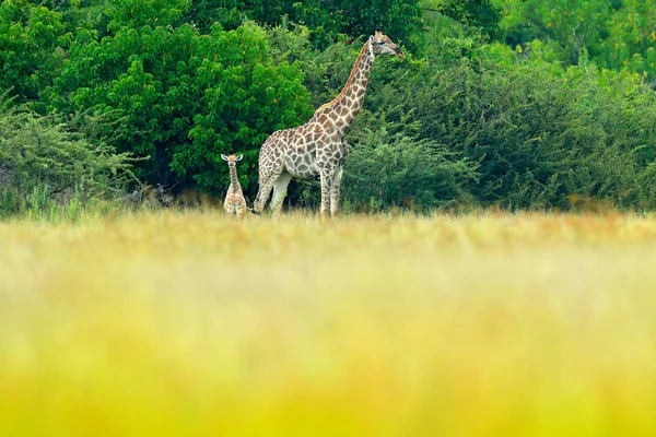 Giraffes Green Forest Okavango Delta Botswana Africa — Stock Photo, Image