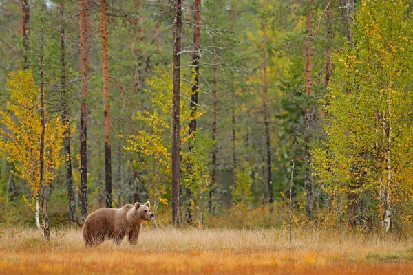 Bär Gelbem Wald Mit Hohen Bäumen Versteckt — Stockfoto