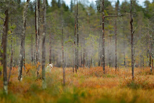 Одинокий Медведь Туманной Лесной Среде Обитания — стоковое фото