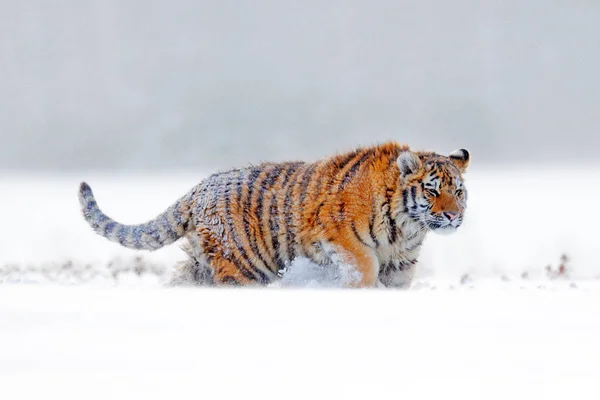 Tiger Schnee Auf Schneebedecktem Winterhintergrund — Stockfoto