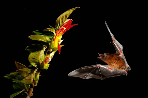 Morcego Néctar Laranja Fundo Escuro Com Flor Ração Amarela — Fotografia de Stock