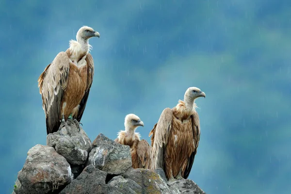 Grupo Buitres Sentados Montaña Rocosa Madzarovo Bulgaria Rhodopes Oriental — Foto de Stock