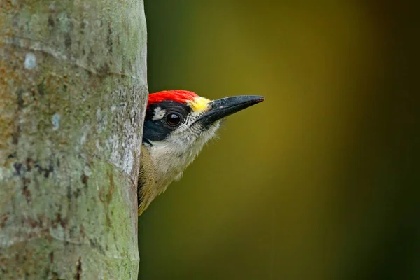 Black Cheeked Woodpecker Nature Habitat Costa Rica — Stock Photo, Image