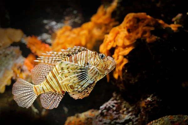 Pterois Volitans Piros Lionfish Veszély Méreg Halak Tengervíz — Stock Fotó