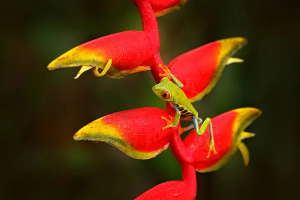 Vörösszemű Levelibéka Természet Élőhely Costa Rica Nagy Piros Szemmel — Stock Fotó