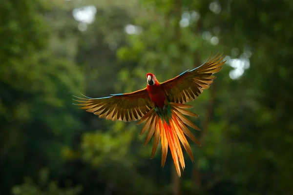 Red hybrid parrot flying in dark green jungle vegetation