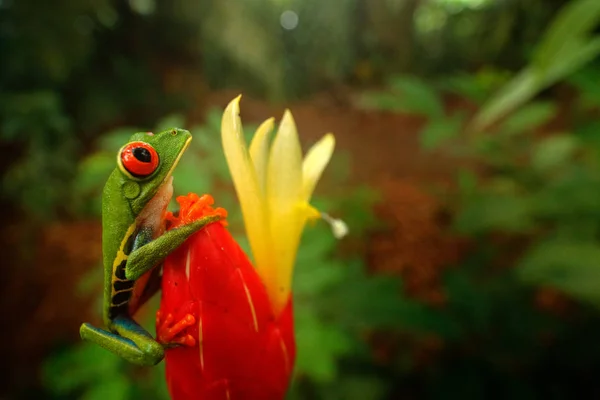 Exótica América Central Flor Vermelha — Fotografia de Stock