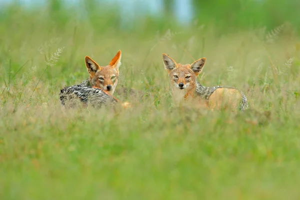 Black Backed Jackals Long Ears Kenya South Africa — Stock Photo, Image