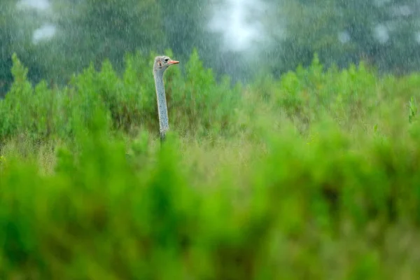 Avestruz Grande Pájaro Hierba Verde Con Pico Abierto Botswana Okavango — Foto de Stock