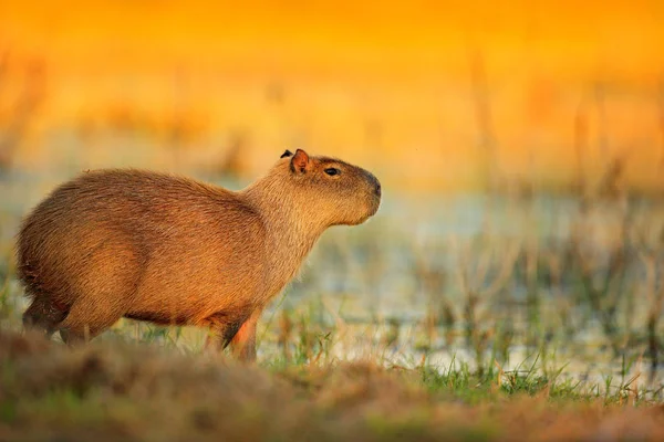 Capibara Topo Vicino All Acqua Pantanale Brasile — Foto Stock