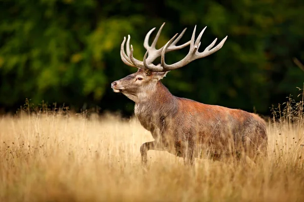 Red Deer Stag Nature Forest Habitat — Stock Photo, Image