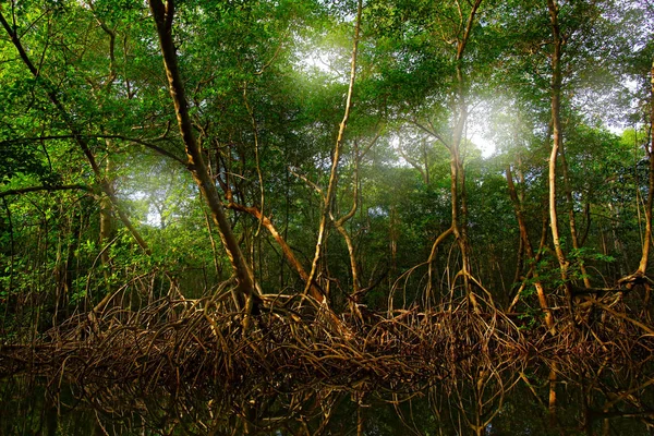 Mangroverøtter Caroni Swamp Fuglereservatet – stockfoto