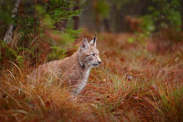 Eurasian Lynx Sitting Autumn Forest Checa Europa — Fotografia de Stock