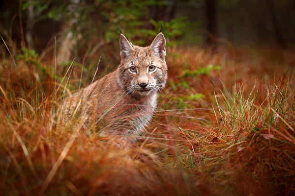 Eurasischer Luchs Blickt Kamera Herbstwald Tschechisch Europa — Stockfoto