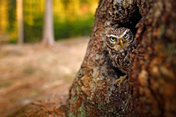 Pequena Coruja Inescrutável Buraco Árvore Nidificação Floresta — Fotografia de Stock