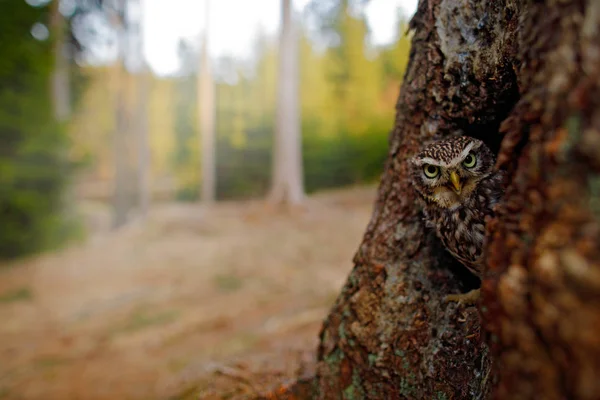 森林树洞中的小高深莫测的猫头鹰 — 图库照片