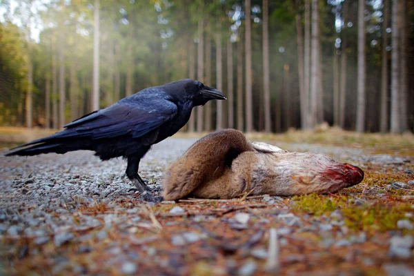Raven Med Döda Europeiska Rådjur Skogsväg — Stockfoto