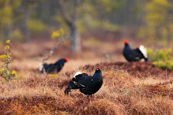 Tétras Noirs Avec Crête Rouge Marchant Sur Prairie — Photo