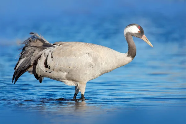 Szary Żuraw Długą Szyją Siedlisku Natura — Zdjęcie stockowe