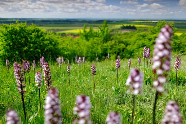 Łąka Orchidei Zielonym Tłem Czechy Europa — Zdjęcie stockowe