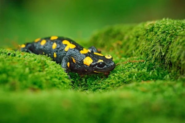 Lézard Peint Par Points Rampant Sur Mousse Verte — Photo