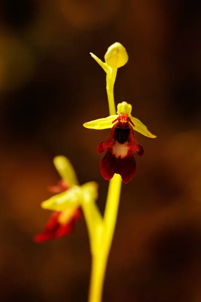 Orchidea Selvatica Terrestre Europea Fiore Habitat Naturale Con Sfondo Marrone — Foto Stock