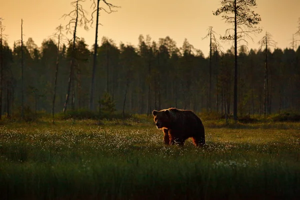 Gefährlicher Bär Naturwald Und Wiesenlebensraum — Stockfoto