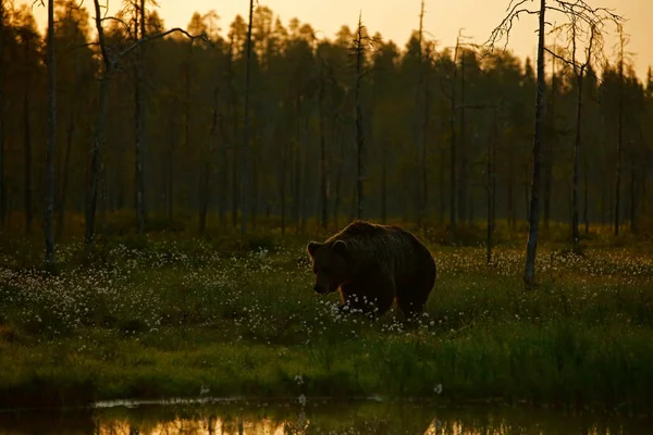 大きなヒグマの牧草地の生息地の湖周辺を歩く — ストック写真