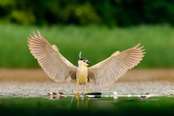 Милий Птах Витягнутими Крилами Річковій Смузі — стокове фото