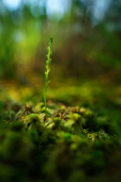 Orquídea Silvestre Terrestre Europea Floreciente Con Fondo Verde República Checa — Foto de Stock