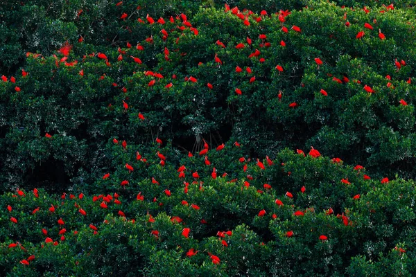 Kudde Van Rode Ibissen Donkergroen Bomen Achtergrond Caroní Moeras Trinidad — Stockfoto