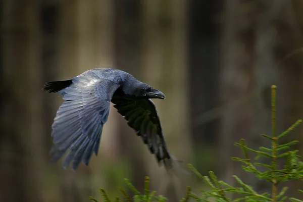 Orman Arka Plan Üzerinde Uzanmış Kanatlı Uçuşta Raven — Stok fotoğraf