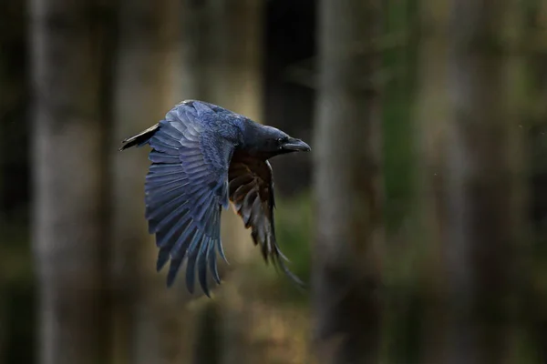 Ağaçlar Arasında Uzanmış Kanatlı Uçuşta Raven — Stok fotoğraf