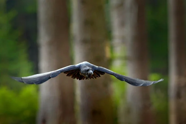 飞翔的乌鸦在森林中张开的翅膀 — 图库照片