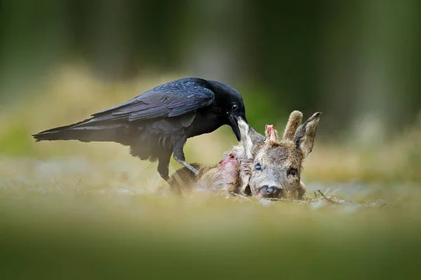 Черный Ворон Мертвым Европейским Оленем Лесу — стоковое фото